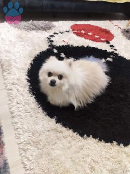 Pomeranian Boo 3,5 Yaşında Oğlumuz Dişi Arıyor