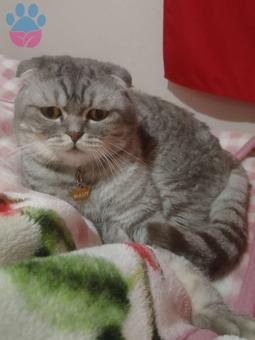 Scottish Fold Oğlumuza Eş Arıyoruz