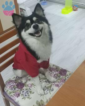 Japon Spitz Köpegime Dişi Eş Arıyorum