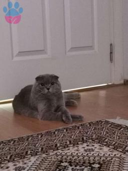 Scottish Fold 1 Yaşında Erkek Kedimize Eş Arıyoruz