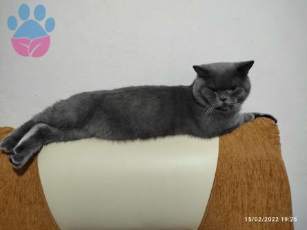 British Shorthair Oğlum Mercana Eş Arıyorum