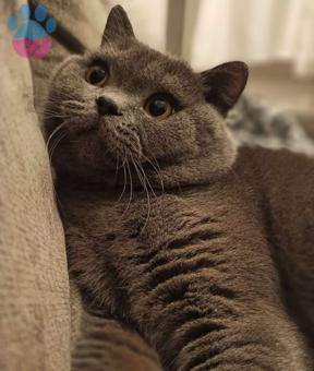 British Shorthair Rüzgar Oğlumuza Eş Arıyoruz