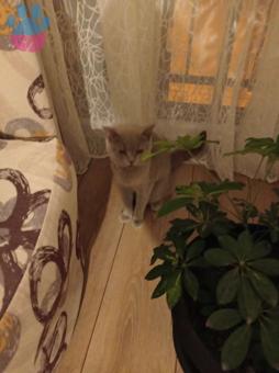 British Shorthair 11 Aylık Kızıma Eş Arıyorum