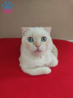 Scottish Fold Yakışıklı Oğluma Eş Arıyorum