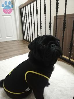 Pug Cinsi Köpeğim Patron&#8217;a Eş Arıyoruz