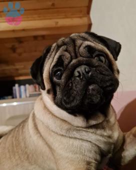 Pug 2 Yaşında Oğluma Eş Arıyorum