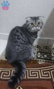 Scottish Fold Kızıma Eş Arıyorum