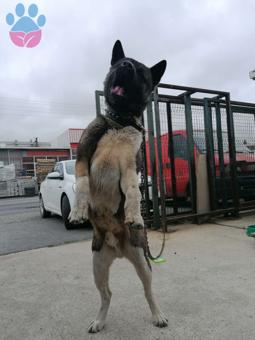 Akita Inu 2 Yaşında Köpeğime Eş Arıyorum