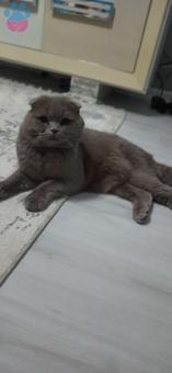 Scottish Fold Lillac Oğlumuza Eş Arıyoruz