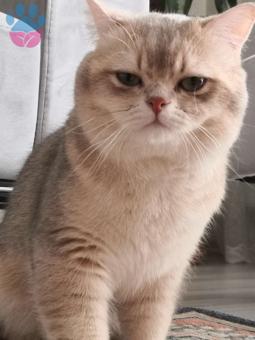 British Shorthair Şecereli Kedime Eş Arıyorum