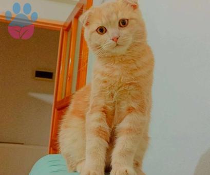 Scottish Fold Oğlum Eş Arıyor İlk Kez Kızgınlık Yaşıyor