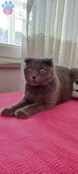 Scottish Fold Kızıma Eş Aranıyor