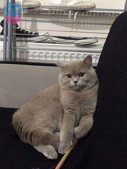 British Shorthair Latte Oğluma Cins Kedi Arıyorum