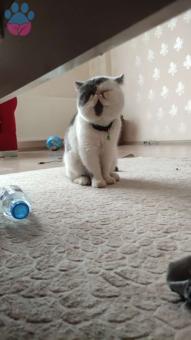 Exotic Shorthair Oğlumuza Eş Arıyorum