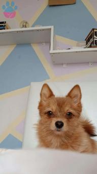 Pomeranian Boo Teddy İçin Eş Aranıyor