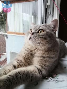 British Shorthair Oğluma Scottish Fold Dişi Arıyorum