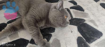 British Shorthair 2 Yaşında Erkek Kedime Eş Arıyorum