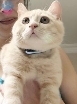 British Shorthair Oğlumuz İçin Eş Arıyoruz