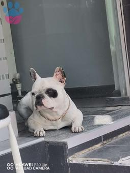 French Bulldog 2.5 Yaşındaki Oğluma Dişi Arıyorum