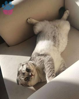 Scottish Fold Oğluma Eş Arıyorum 1 Yaşında