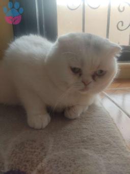 Scottish Fold Oğlum Boncuğuma Eş Arıyorum