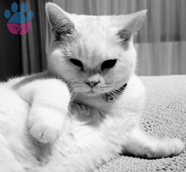 British Shorthair Kedime Eş Arıyorum