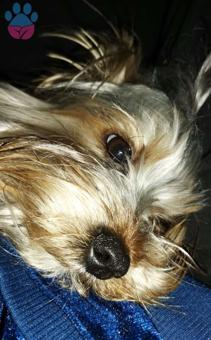 Yorkshire Terrier Oğlumuza Eş Arıyoruz