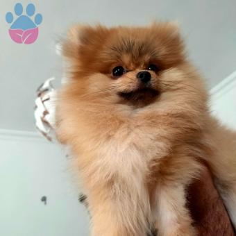 Pomeranian Boo Oğlumuza Eş Arıyoruz