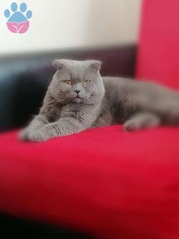 Scottish Fold Erkek Kedime Eş Arıyorum