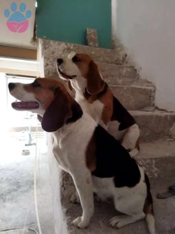 İngiliz Beagle Köpeğime Eş Arıyorum