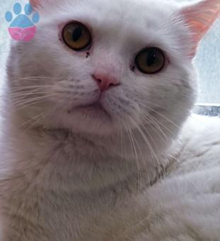 Scottish Fold 1.5 Yaşında Kedime Eş Arıyorum