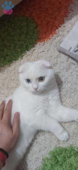 Scottish Fold Oğluma Eş Arıyorum