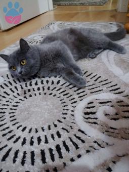 British Shorthair Kızımıza Eş Arıyoruz