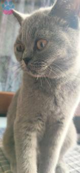 British Shorthair Kızıma Eş Arıyorum 1 Yaşında