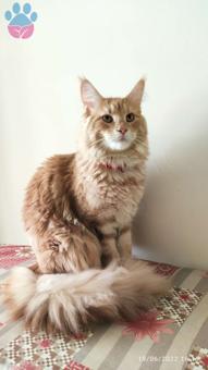 Maine Coon Kızıma Eş Arıyorum