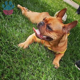 French Bulldog 2 Yaşındaki Kızıma Eş Arıyorum