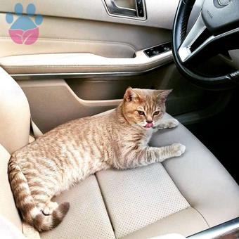 British Shorthair Oğlumuza Eş Arıyoruz 10 Aylık