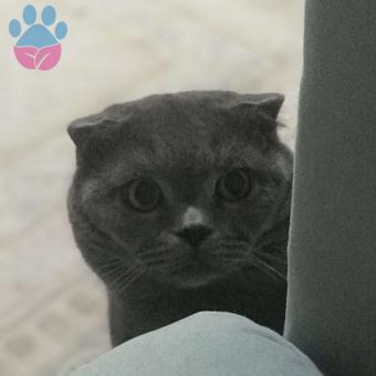 Scottish Fold Boncuk Bey&#8217;E Eş Arıyoruz