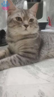 British Shorthair Silver Kedime Eş Arıyorum