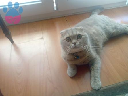 Scottish Fold Sıfır Kulak Oğluma Eş Arıyorum