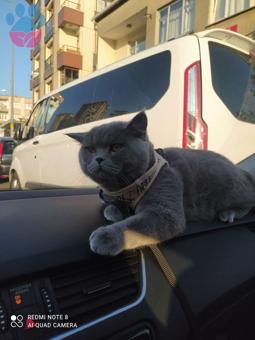 British Shorthair 10 Aylık Oğlumuza Eş Arıyoruz