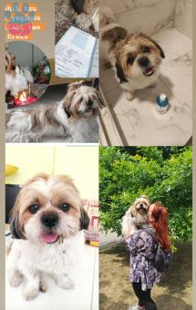 Shih Tzu 3 Yaşındaki Oğlum Eş Arıyor