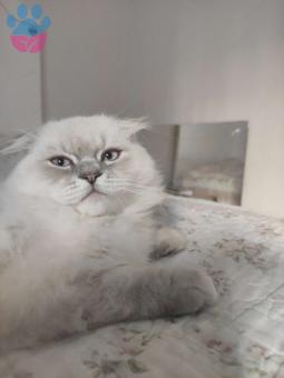 Scottish Fold Longhair Kedime Eş Arıyorum