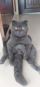 Scottish Fold 1 Yaşında Oğluma Eş Arıyorum