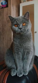 British Shorthair Kedim Kızgınlıkta Eş Arıyor