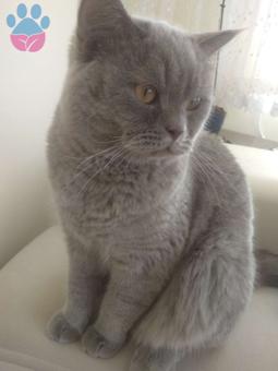 British Shorthair Jüpiter&#8217;e Eş Arıyoruz