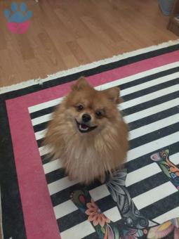 Pomeranian Boo 1 Yaşındaki Oğluma Eş Arıyoruz