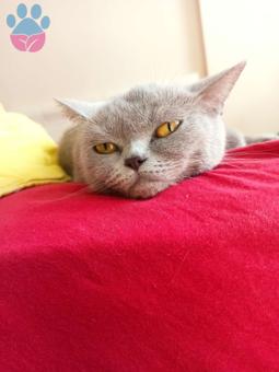 British Shorthair Kızımıza Eş Arıyoruz