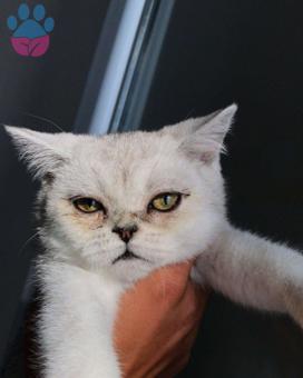 British Shorthair  Yavru Olan Kızıma İleri Tarih İçin Eş Arıyorum