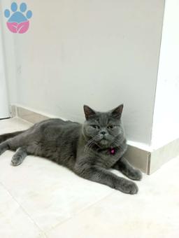 British Shorthair Dişi Kedim Mia Eş Arıyor